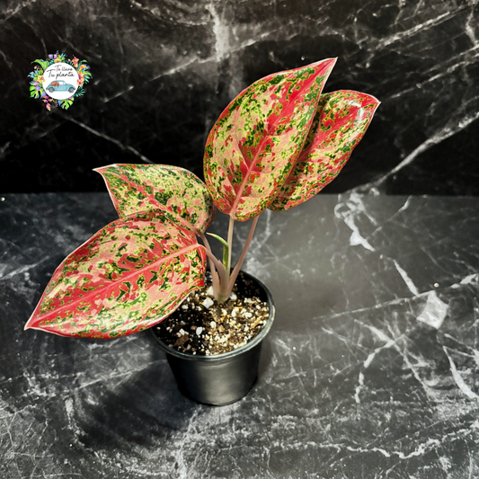 Aglaonema Karat “4