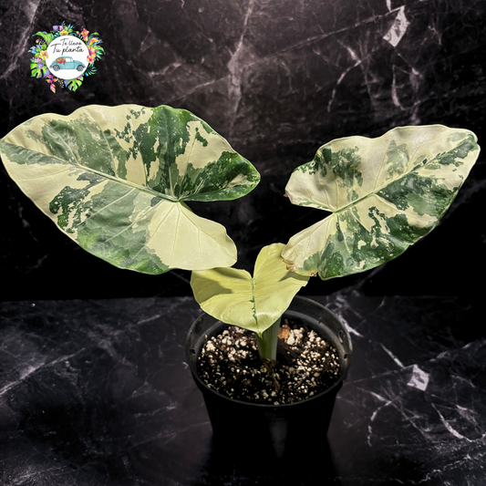 Alocasia Macrorrhiza Variegada “6