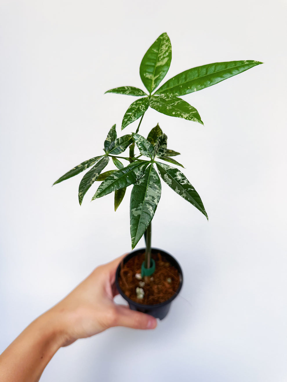 Pachira Aquatica Variegada (Money tree) “4