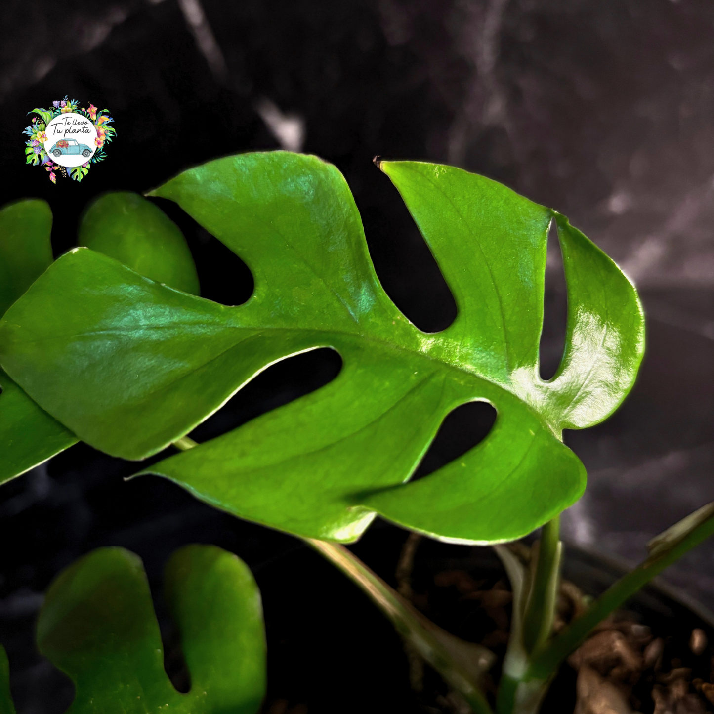 Raphidophora Tetrasperma “7