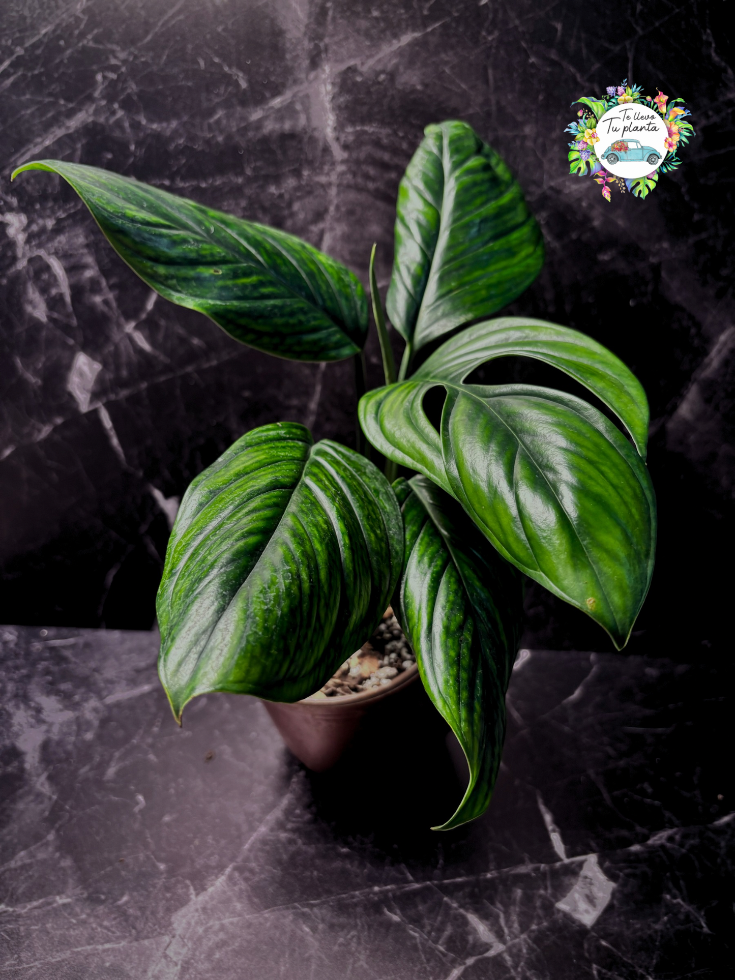 Monstera Pinattipartita “6