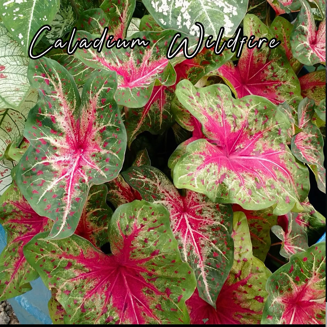 Bulbo de Caladium Wildfire