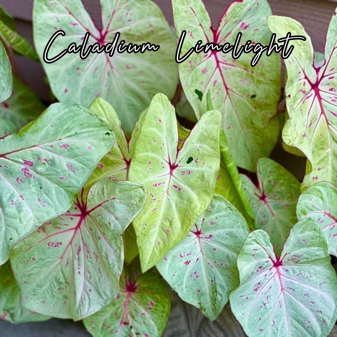 Bulbo de Caladium LimeLight