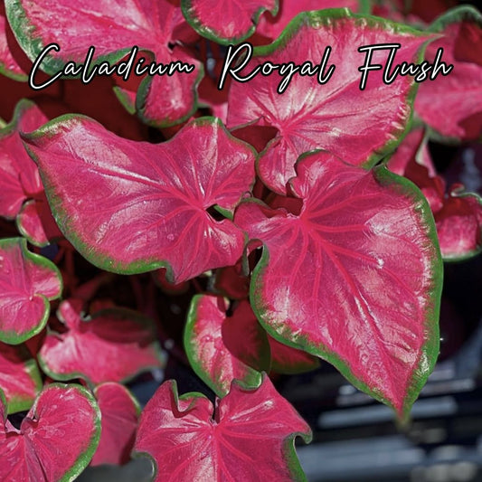 Bulbo de Caladium Royal flush