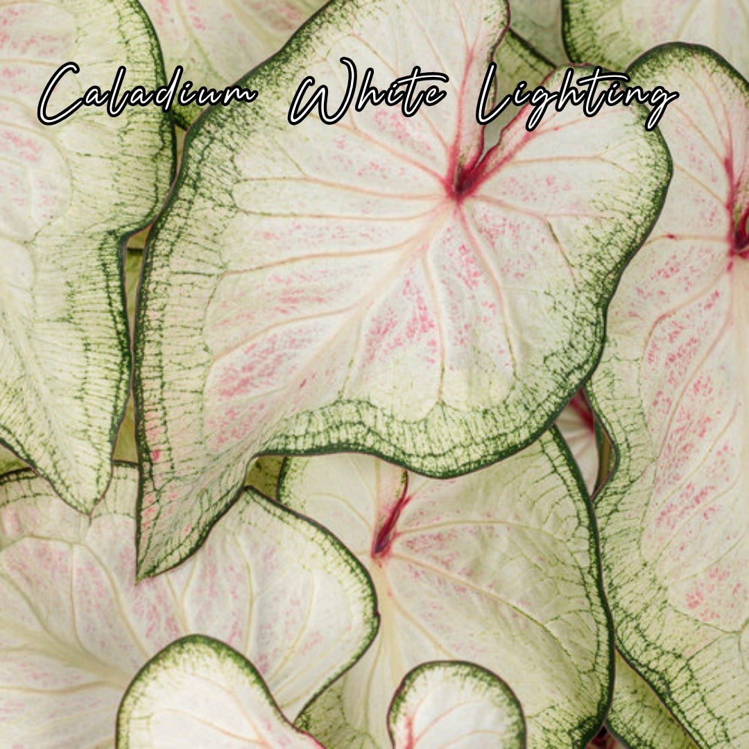 Bulbo de Caladium White Lighting