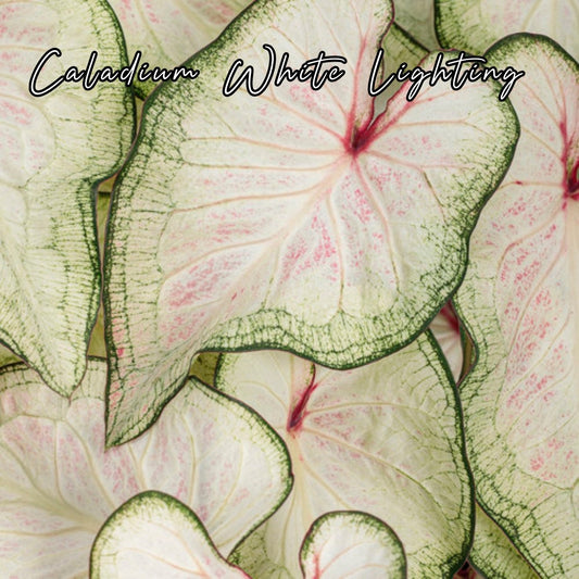 Bulbo de Caladium White Lighting