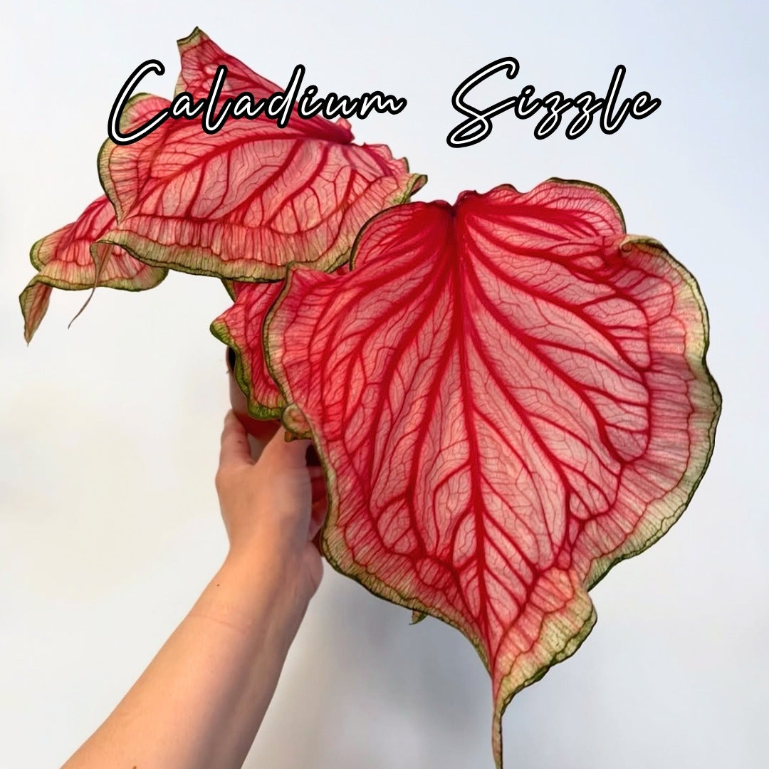 Bulbo de Caladium Sizzle