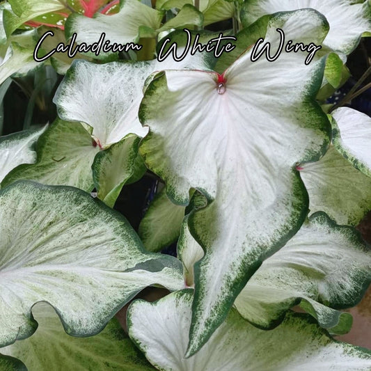 Bulbo Caladium White Wing