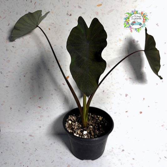 Colocasia Black Magic “6
