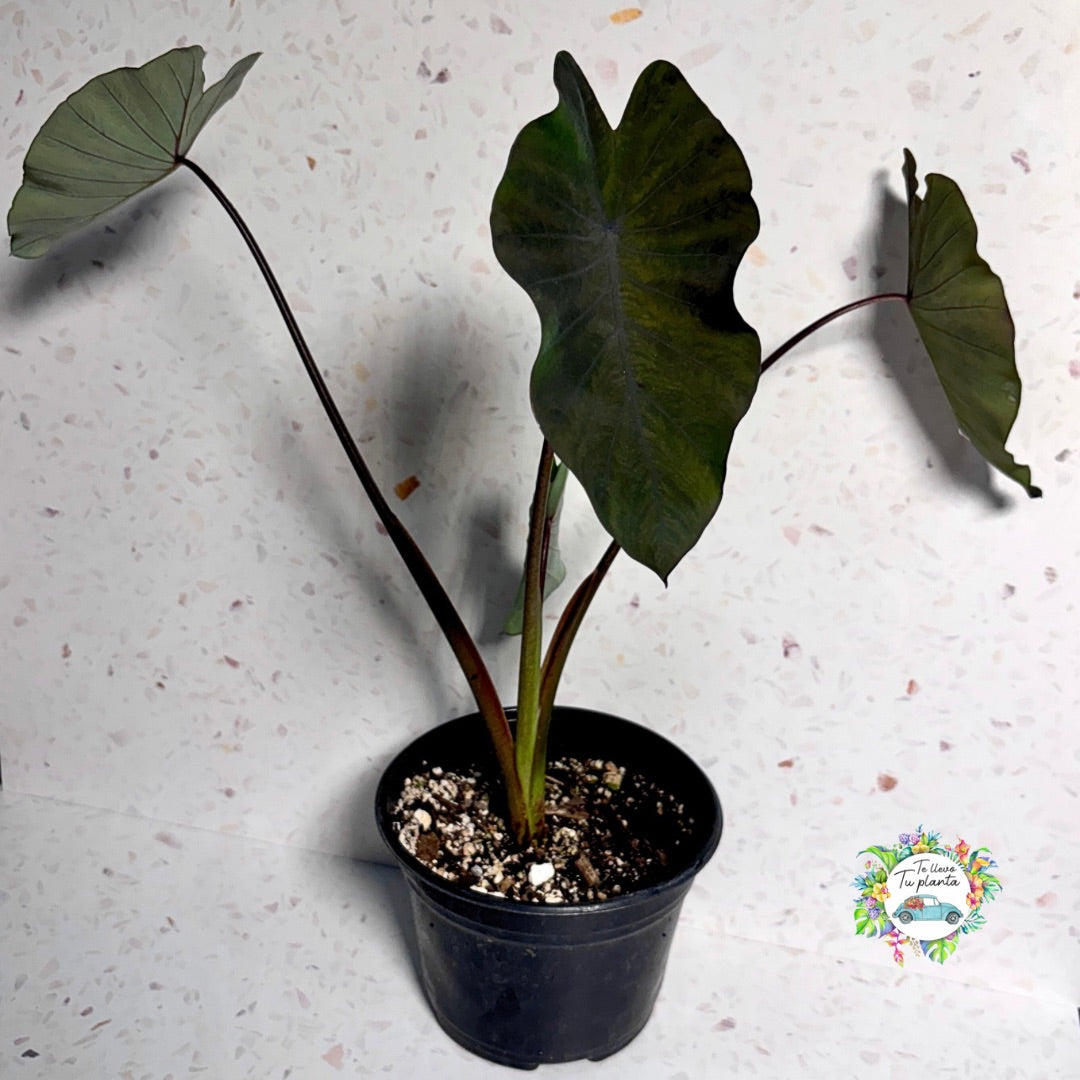 Colocasia Black Magic “6