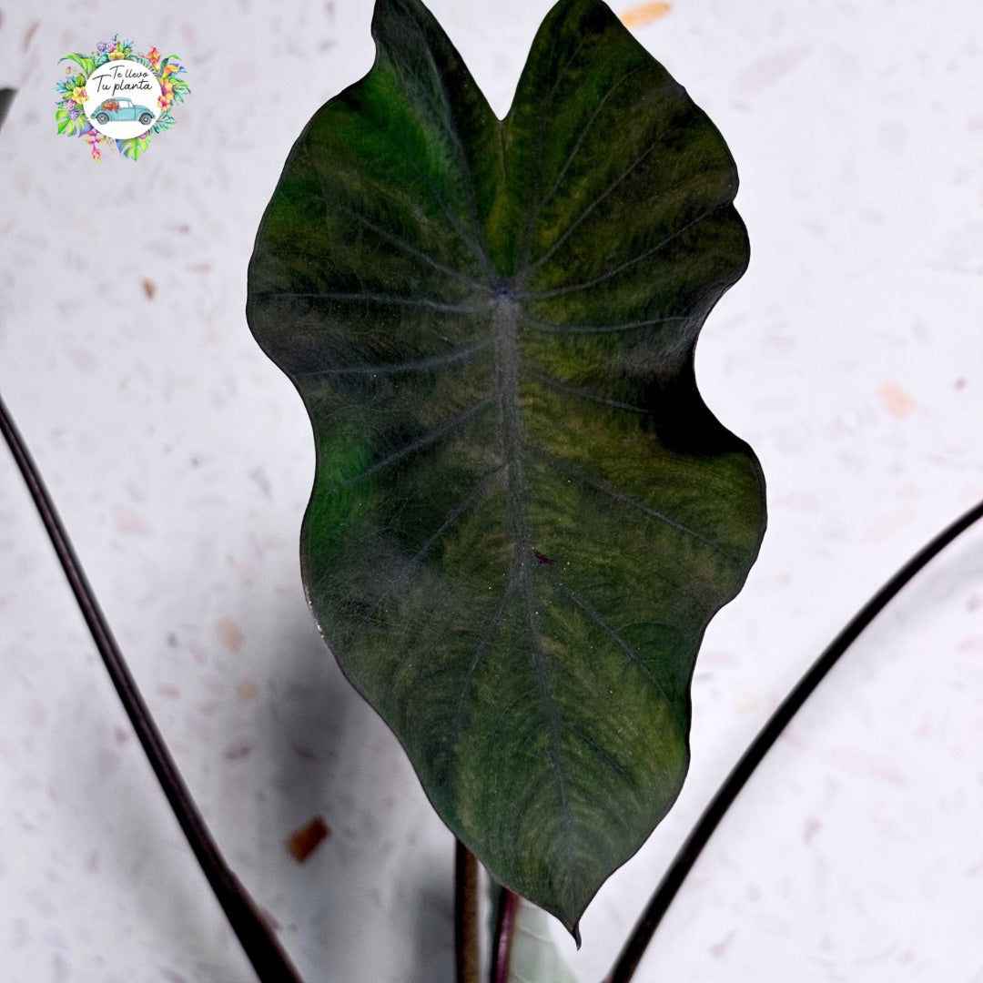 Colocasia Black Magic “6