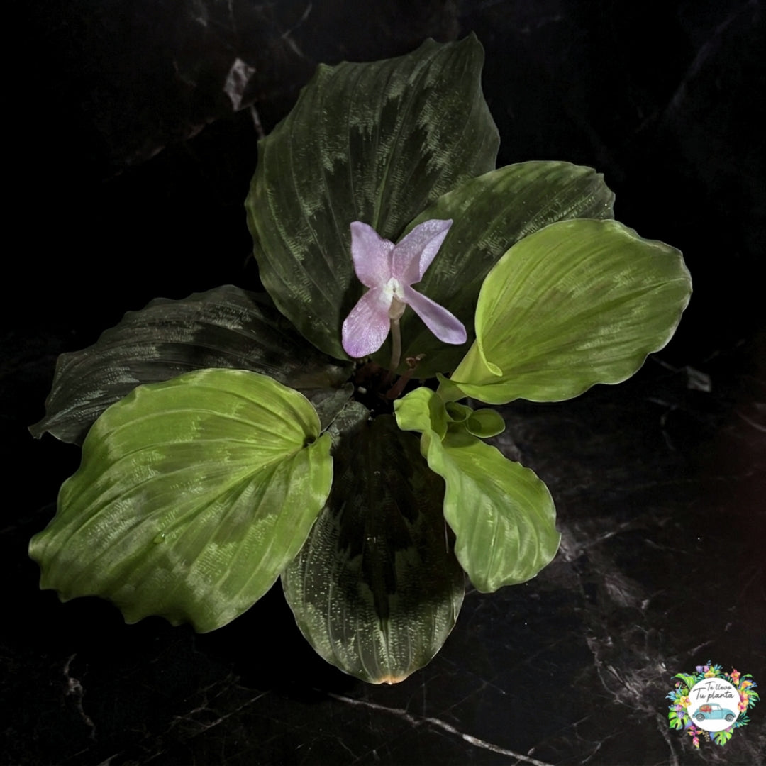 Kaempferia Elegans “5