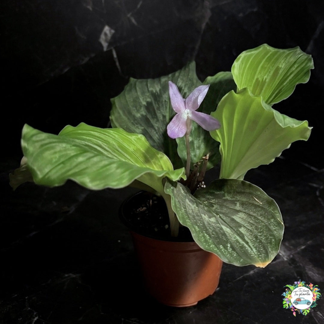 Kaempferia Elegans “5