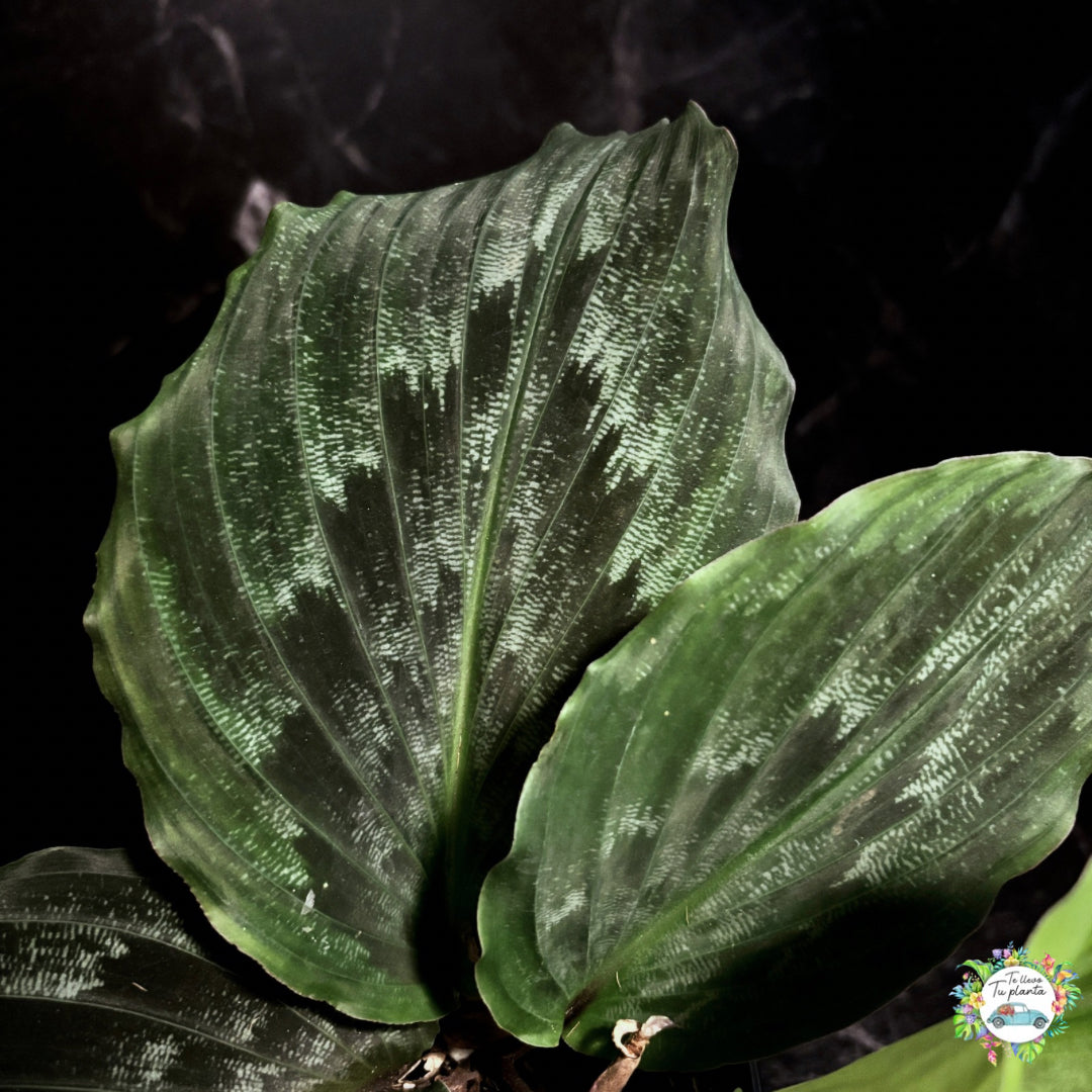 Kaempferia Elegans “5