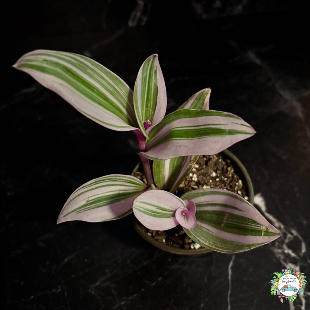 Tradescantia Albiflora (Nanouk) “4