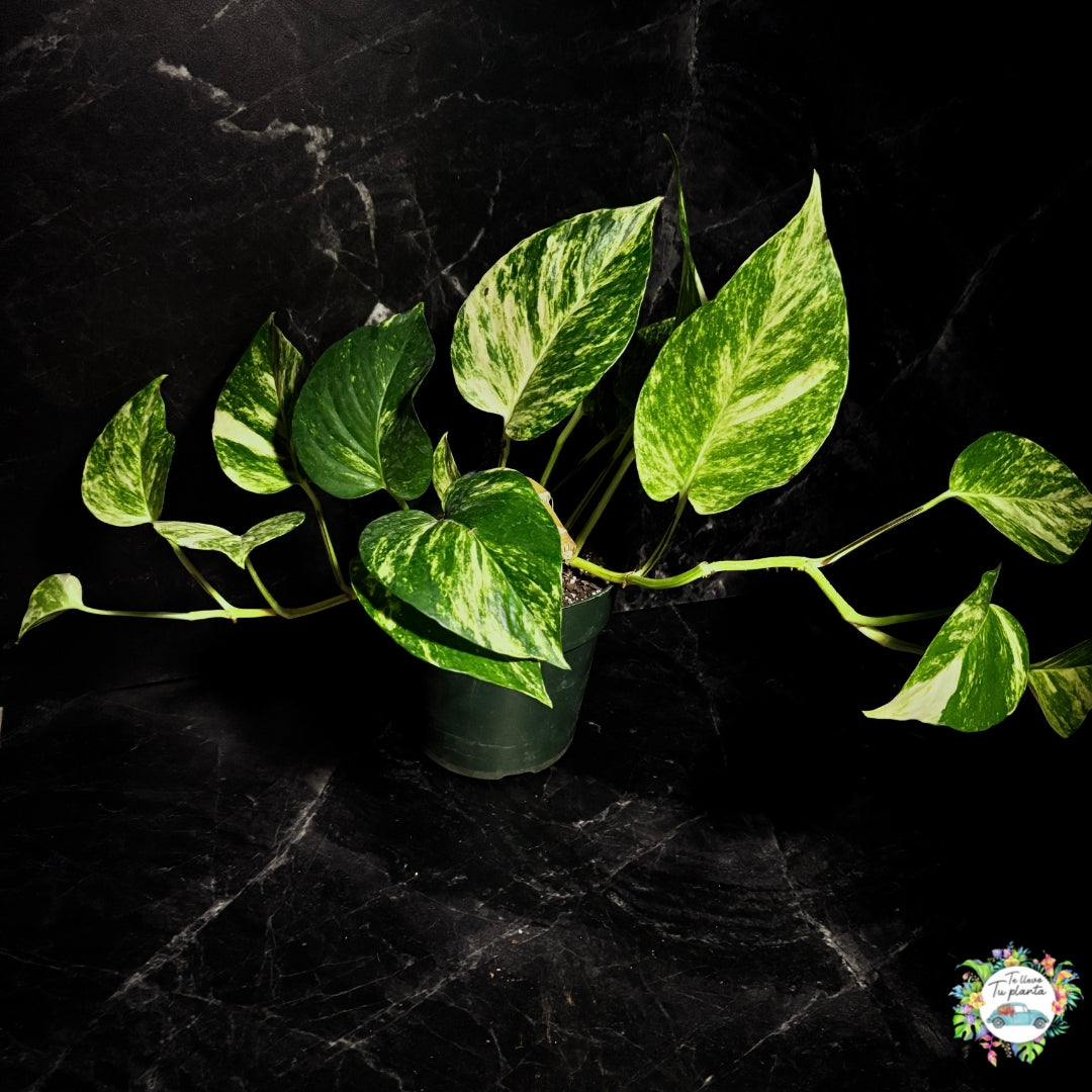 Epipremnum Aureum Hawaiian |Pothos Hawaiian “7 (Hojas medianas/maduras)