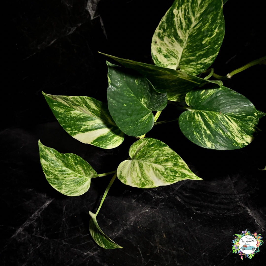 Epipremnum Aureum Hawaiian |Pothos Hawaiian “7 (Hojas medianas/maduras)