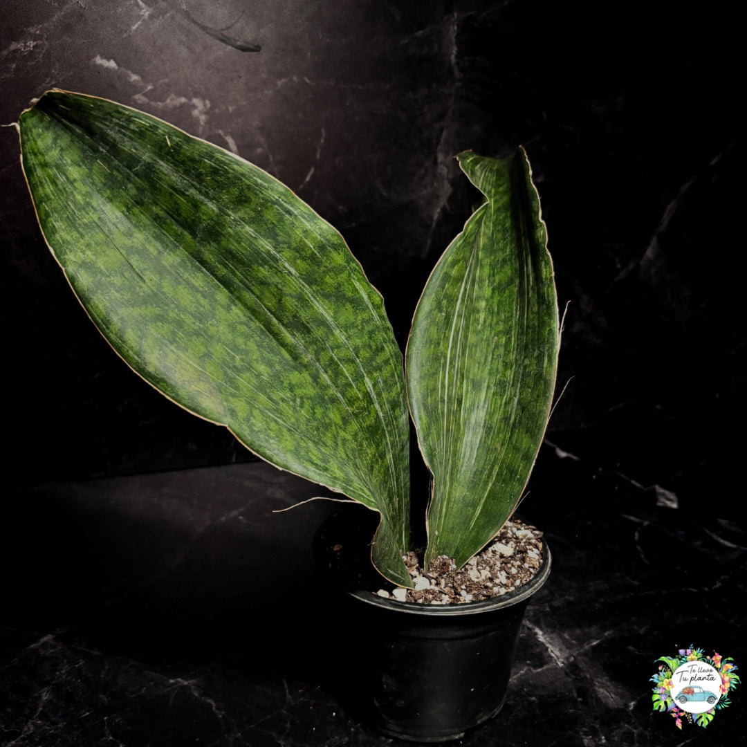 Sansevieria Whale Fin Masoniana Variegada (baja variegacion)