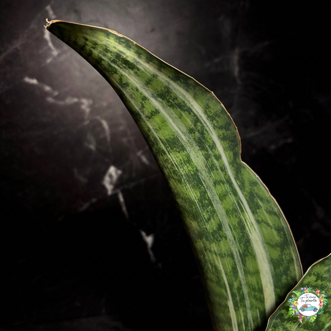 Sansevieria Whale Fin Masoniana Variegada (baja variegacion)