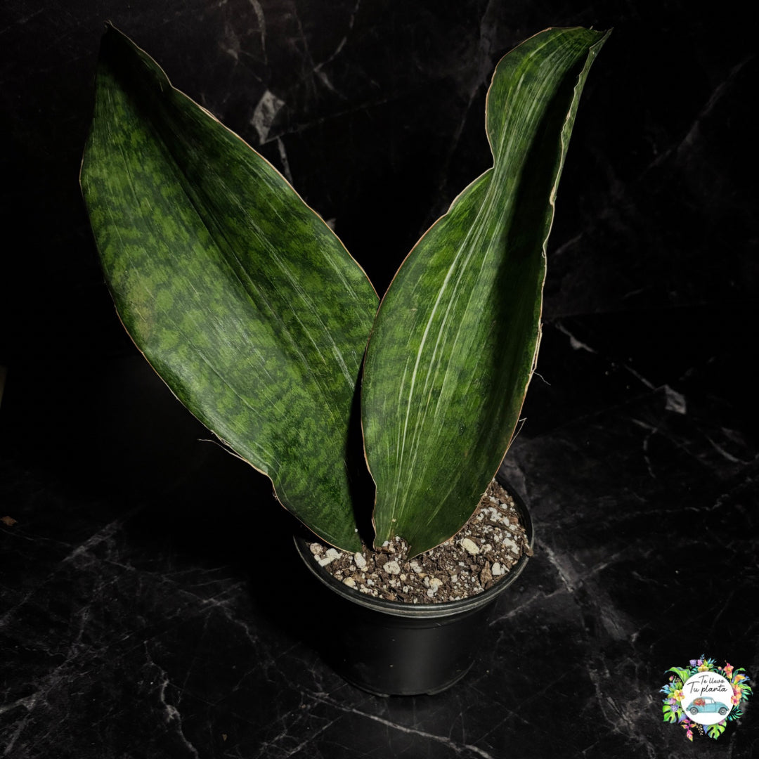 Sansevieria Whale Fin Masoniana Variegada (baja variegacion)