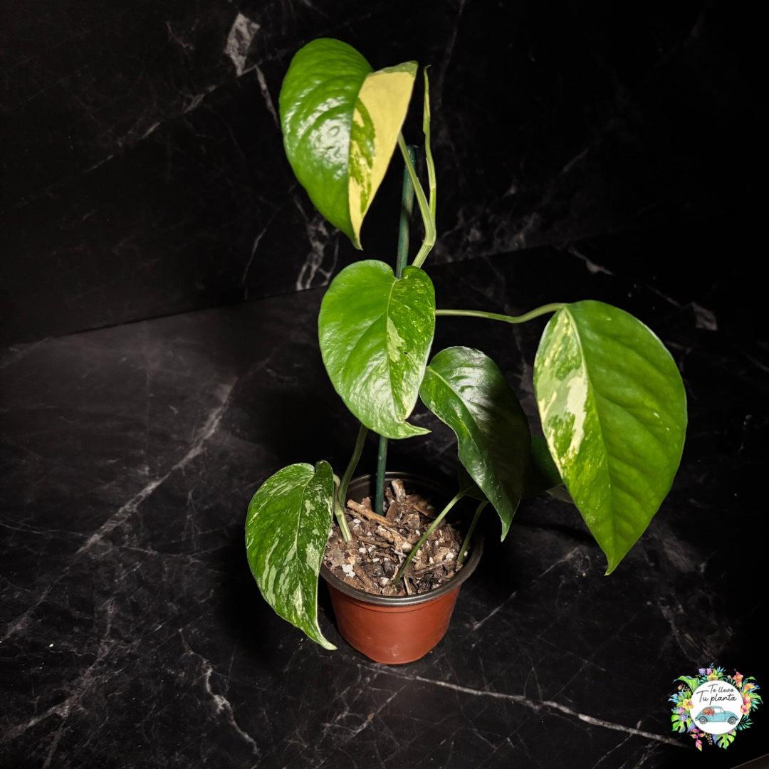 Epipremnum Pinnatum Albo Variegado “4
