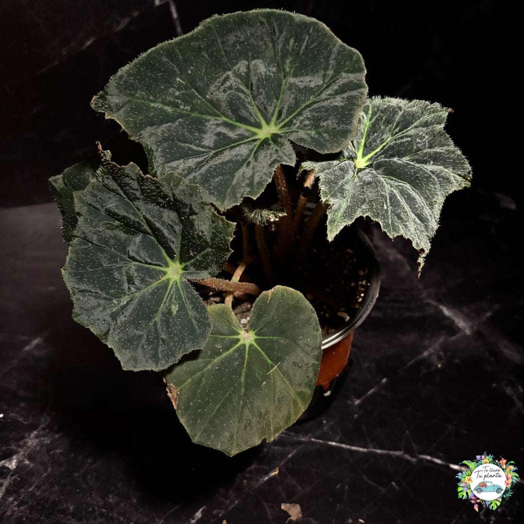Begonia black velvet “5