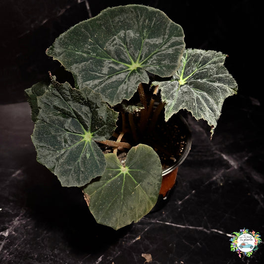 Begonia black velvet “5