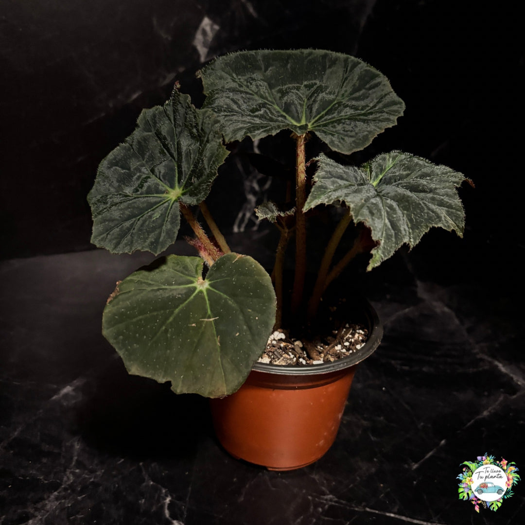 Begonia black velvet “5
