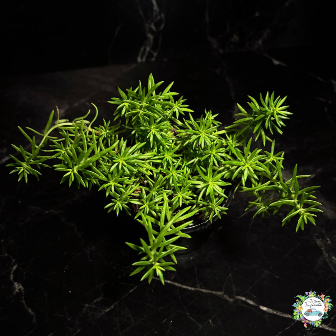 Sedum Rupestre “Angelina” “4