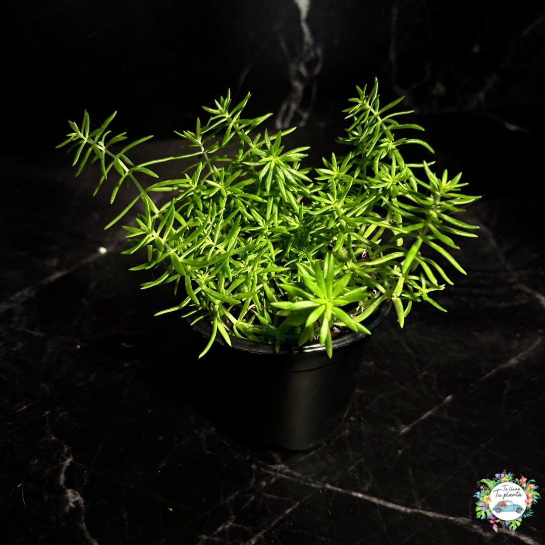 Sedum Rupestre “Angelina” “4