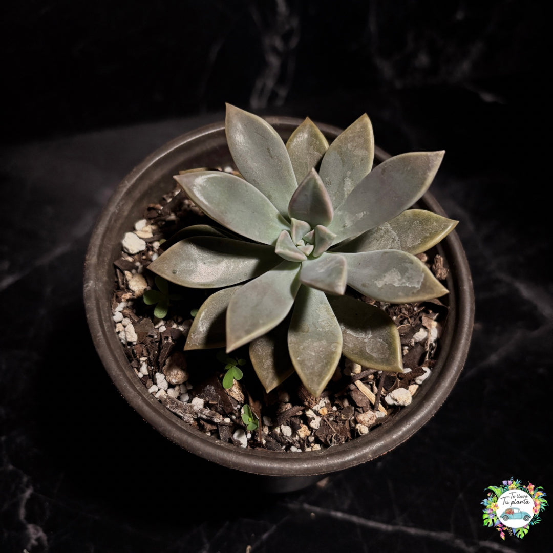 Echeveria Paraguayense “5