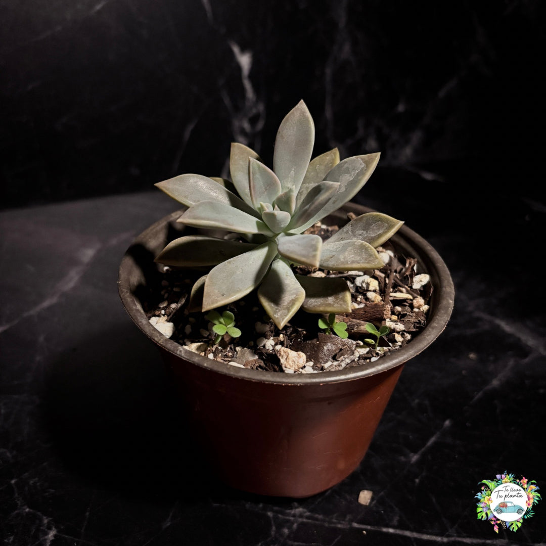Echeveria Paraguayense “5