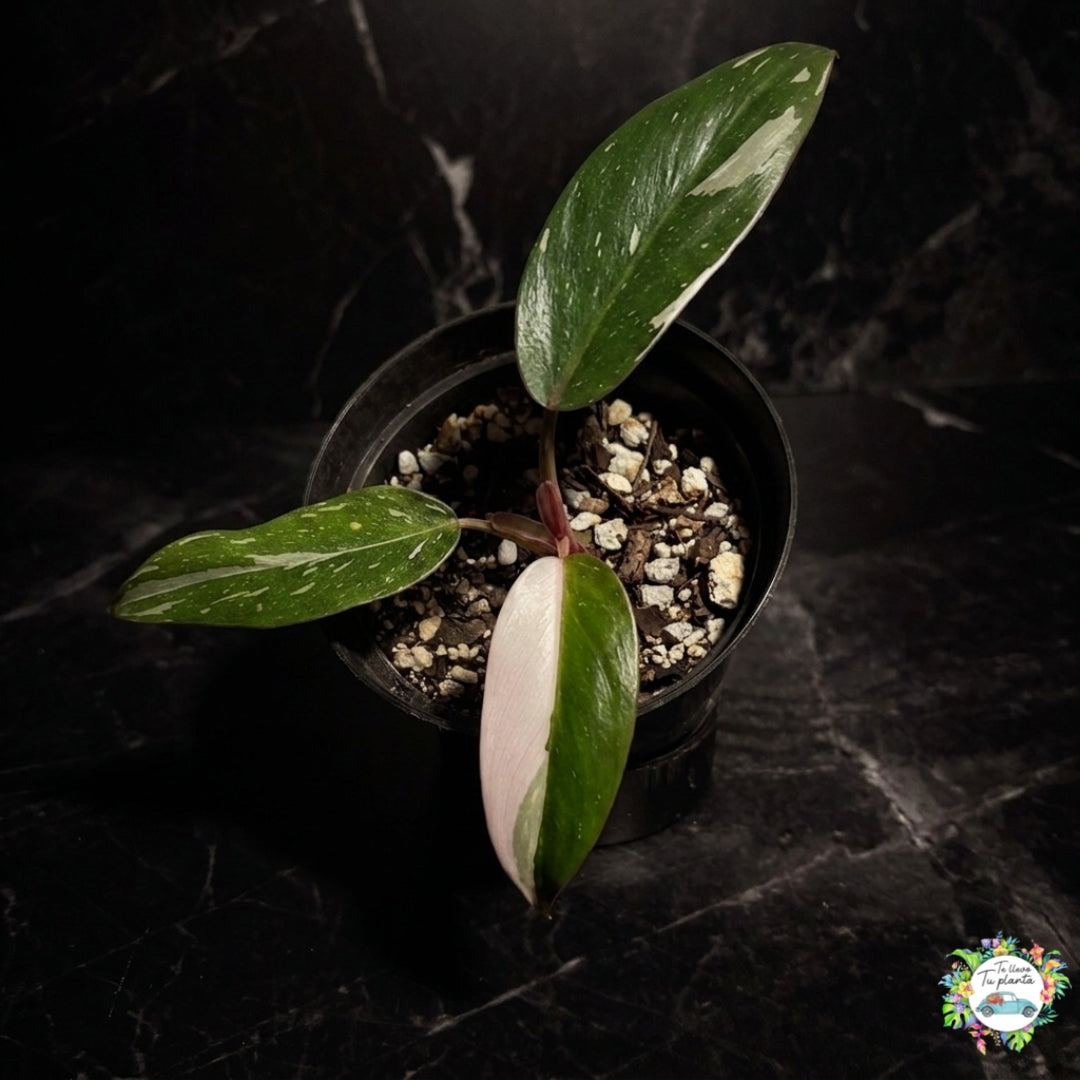 Philodendron Red Anderson “4