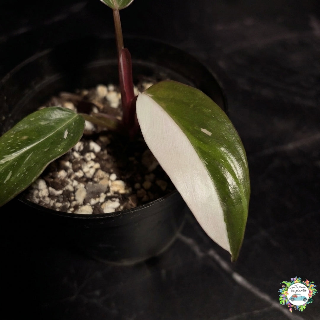 Philodendron Red Anderson “4