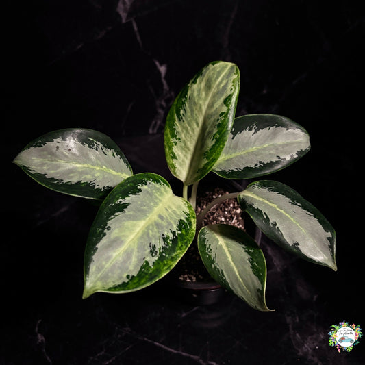Aglaonema Green Bowl “5