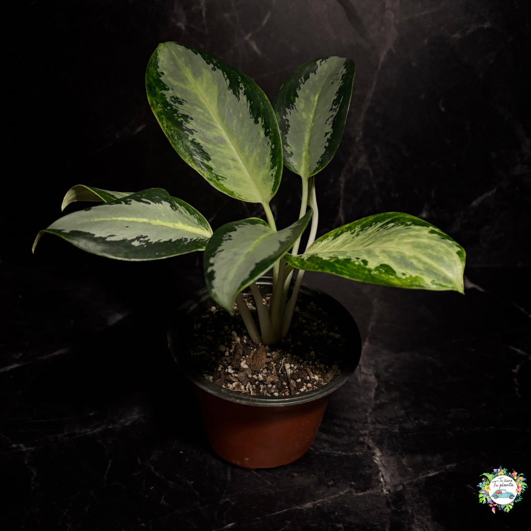 Aglaonema Green Bowl “4