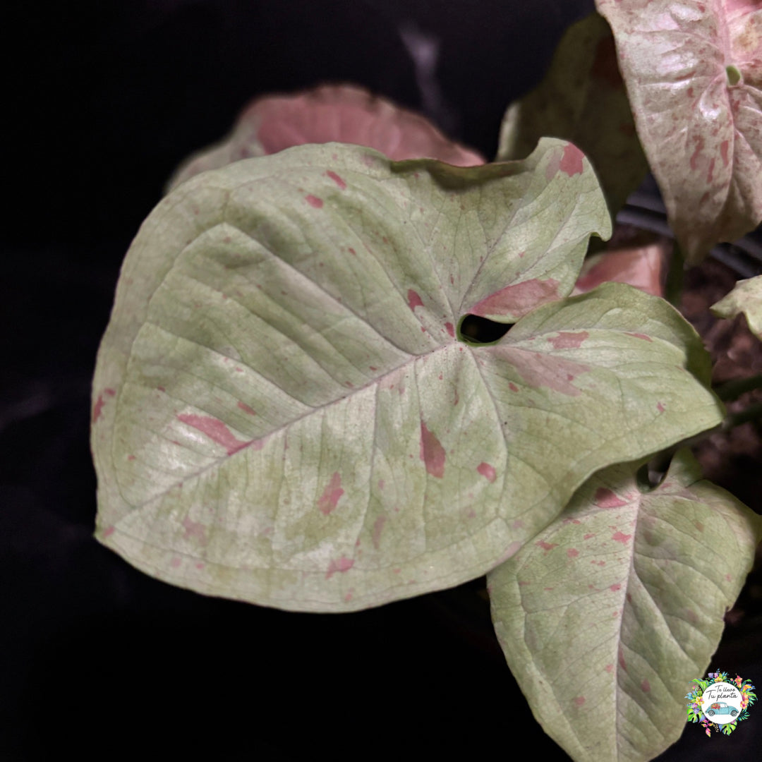Syngonium Milk Confetti "4