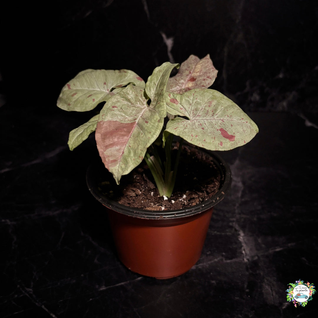 Syngonium Milk Confetti "4