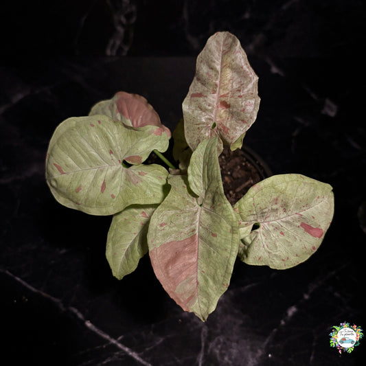 Syngonium Milk Confetti "4