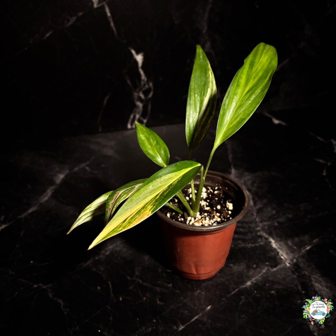 Epipremnum Amplissimum Variegado “4