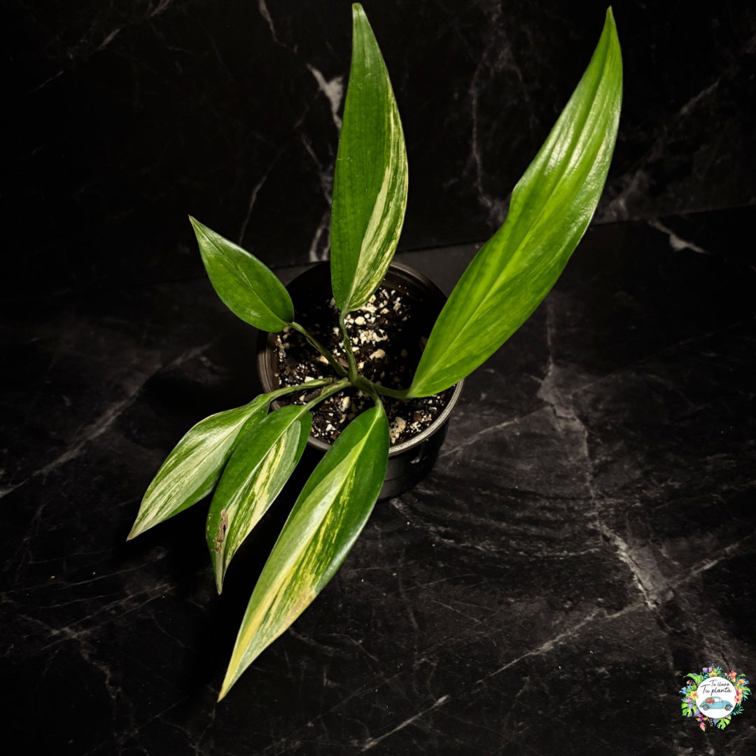 Epipremnum Amplissimum Variegado “4