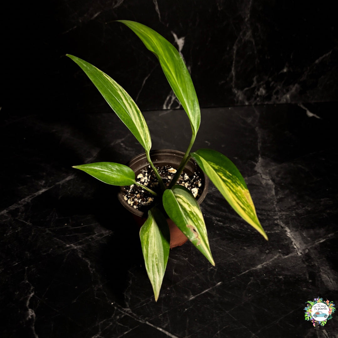 Epipremnum Amplissimum Variegado “4