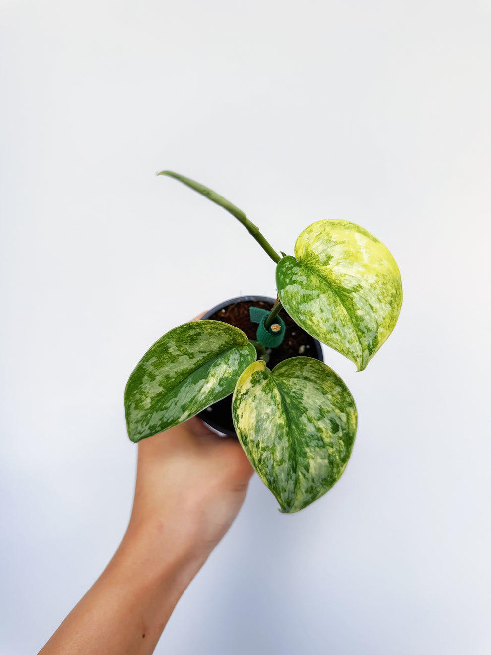 Scindapsus Geulis “4
