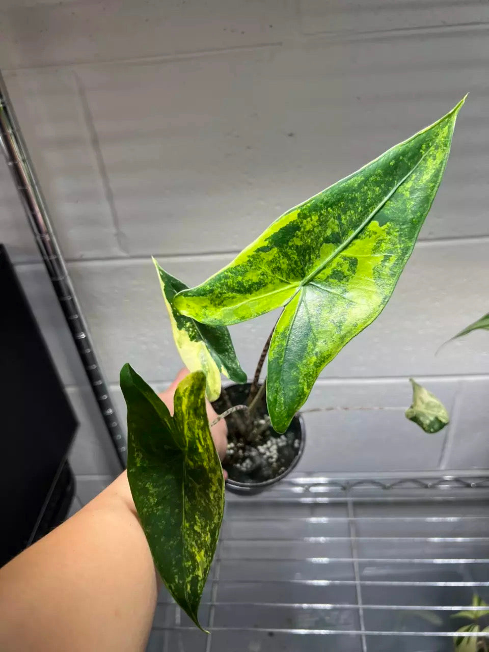 Alocasia Zebrina Aurea “4