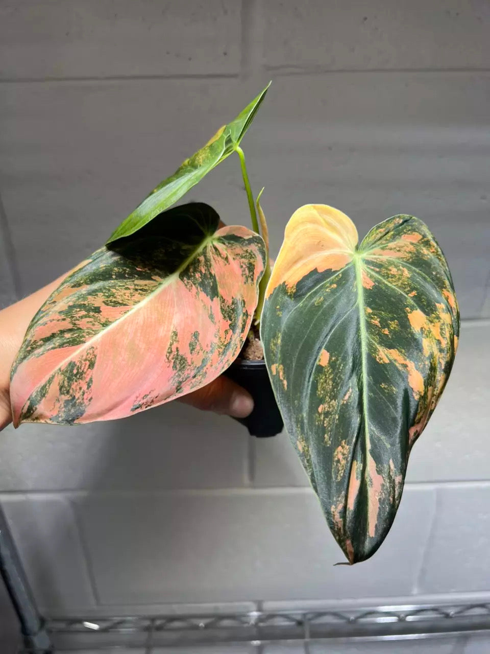 Philodendron Melanochrysum Orange