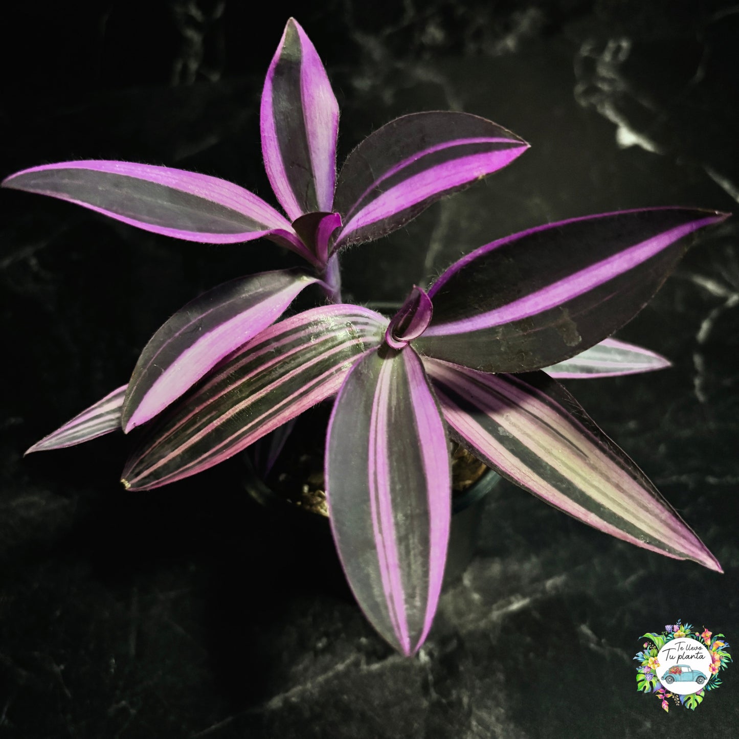 Tradescantia Pallida Variegada “4