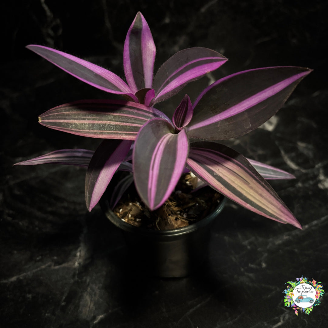 Tradescantia Pallida Variegada “4