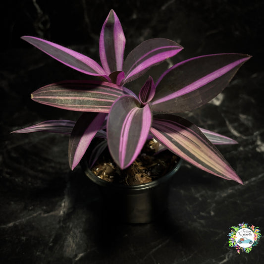 Tradescantia Pallida Variegada “4