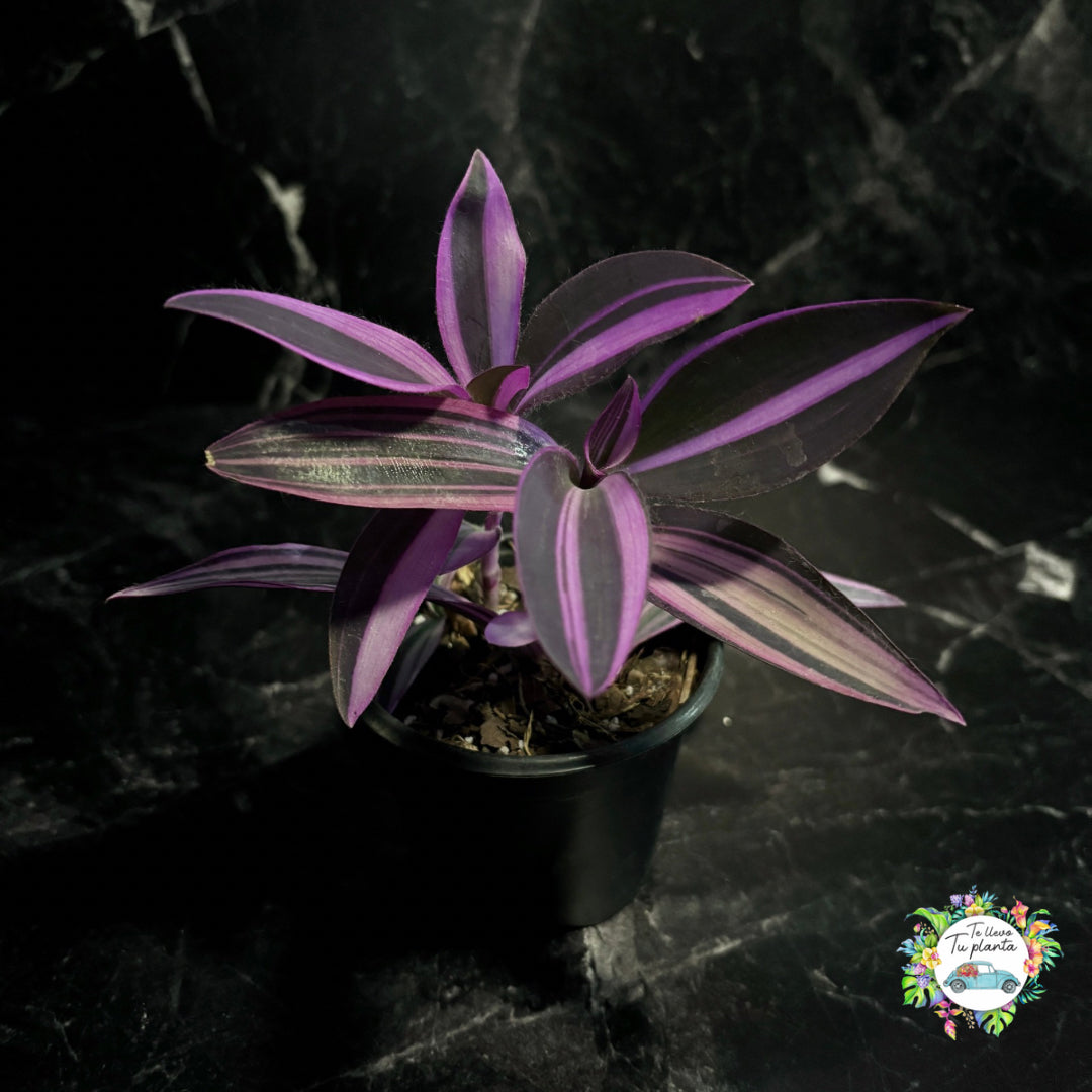 Tradescantia Pallida Variegada “4