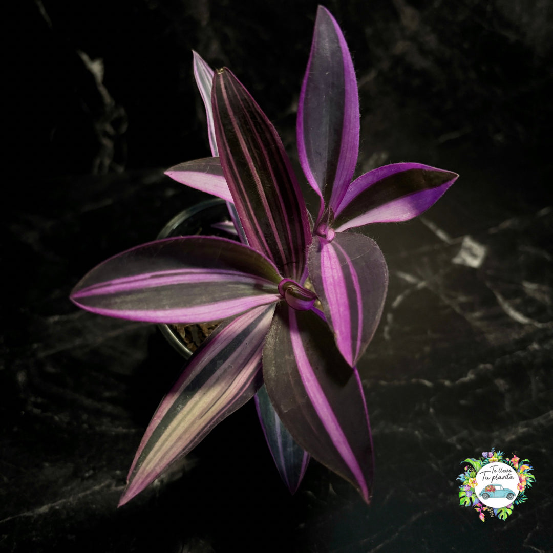 Tradescantia Pallida Variegada “4